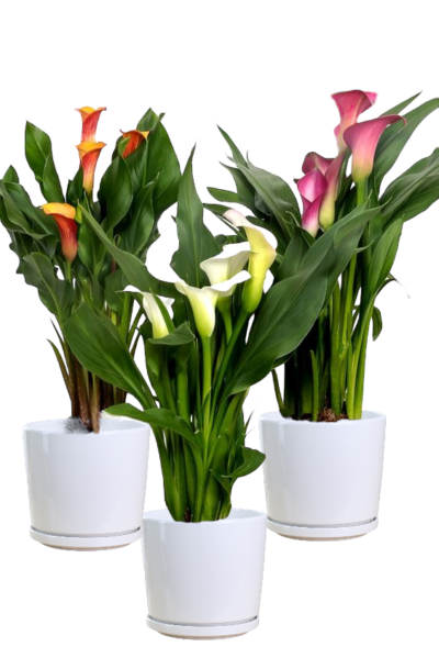Calla Lily